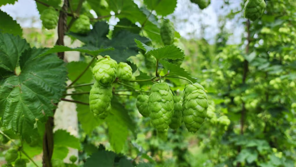 Luna Landing: HPA's new hop has Launched!
